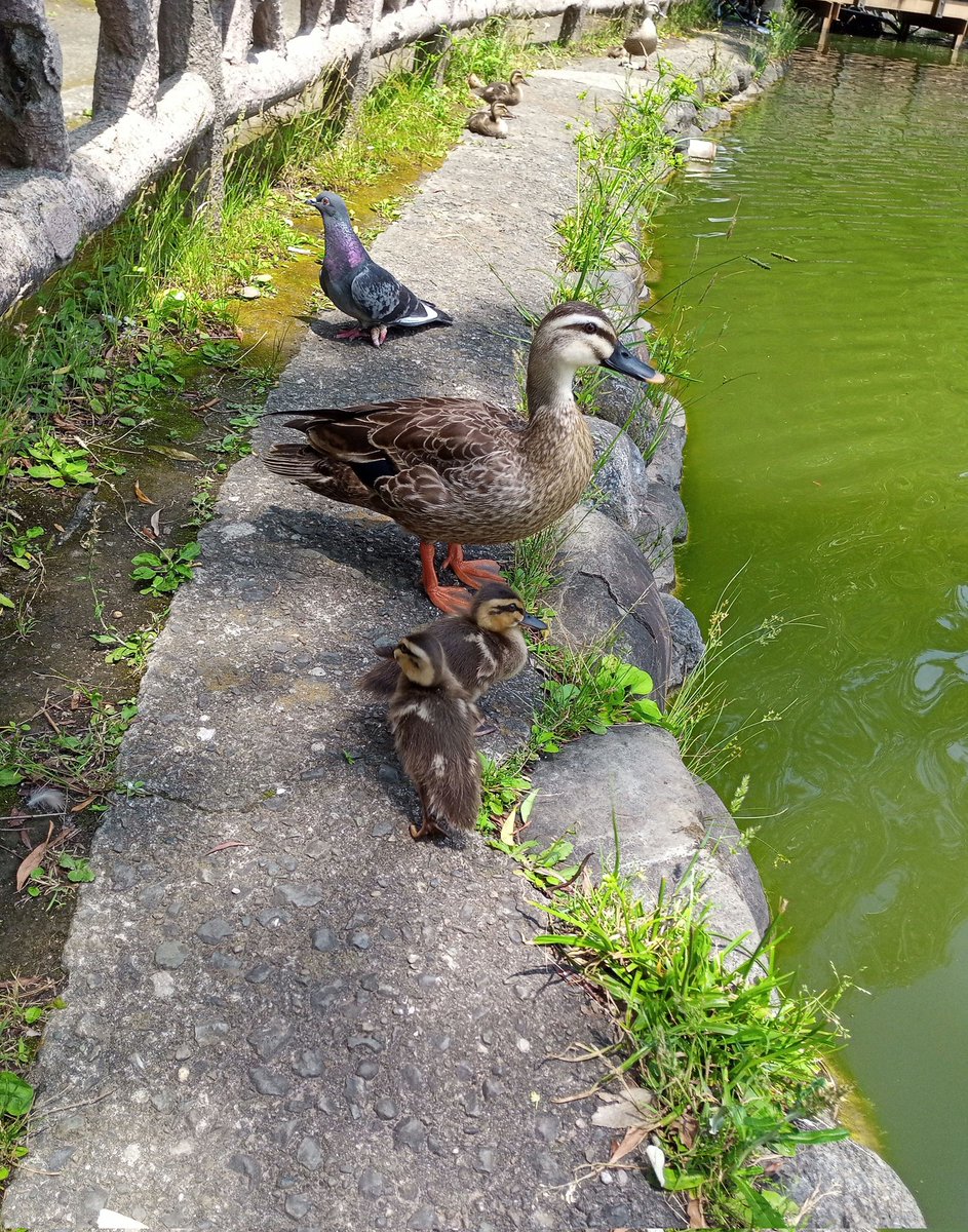 asITABASHIfans's tweet photo. 板橋区の風物詩

見次公園で子鴨を見ると、
夏が始まるなって気がします。 https://t.co/752TJj4Xfk