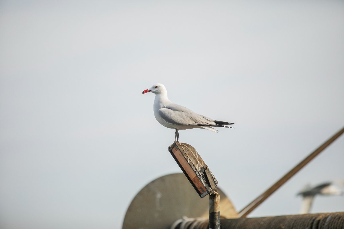 PuertosEstado's tweet photo. 🐦 Gaviotas, cormoranes o charranes utilizan muchos puertos como zonas de refugio, alimento o nidificación.

Los @PuertosEstado apuestan por la biodiversidad recogida en el Marco Estratégico y con herramientas como el visor ambiental, desarrollado junto al @CEDEX_es. #AvesMarinas https://t.co/SHpaqkiFpq