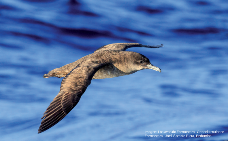 PuertosEstado's tweet photo. 🐦 Gaviotas, cormoranes o charranes utilizan muchos puertos como zonas de refugio, alimento o nidificación.

Los @PuertosEstado apuestan por la biodiversidad recogida en el Marco Estratégico y con herramientas como el visor ambiental, desarrollado junto al @CEDEX_es. #AvesMarinas https://t.co/SHpaqkiFpq