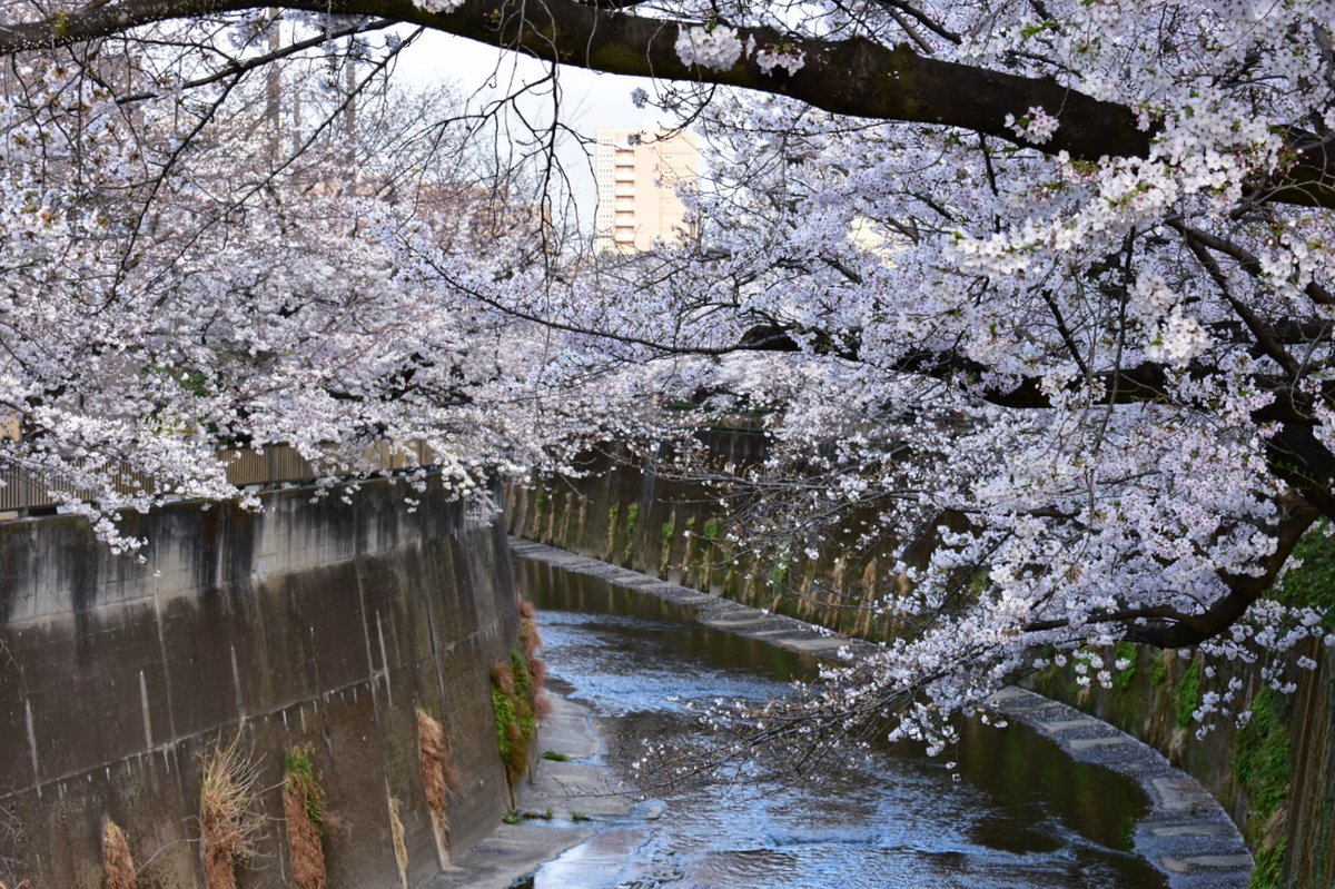 33heineken's tweet photo. 板橋十景

石神井川の桜並木 
(東京都板橋区)

2026/03/29

スマホ (①)
　&amp;
Nikon D3400
AF-P DX NIKKOR 18-55mm f3.5-5.6G VR

#石神井川 #桜 #花見 #観光 #散歩 #板橋 #風景 #写真撮影 #ファインダー越しの私の世界 https://t.co/ABTP1crLkq