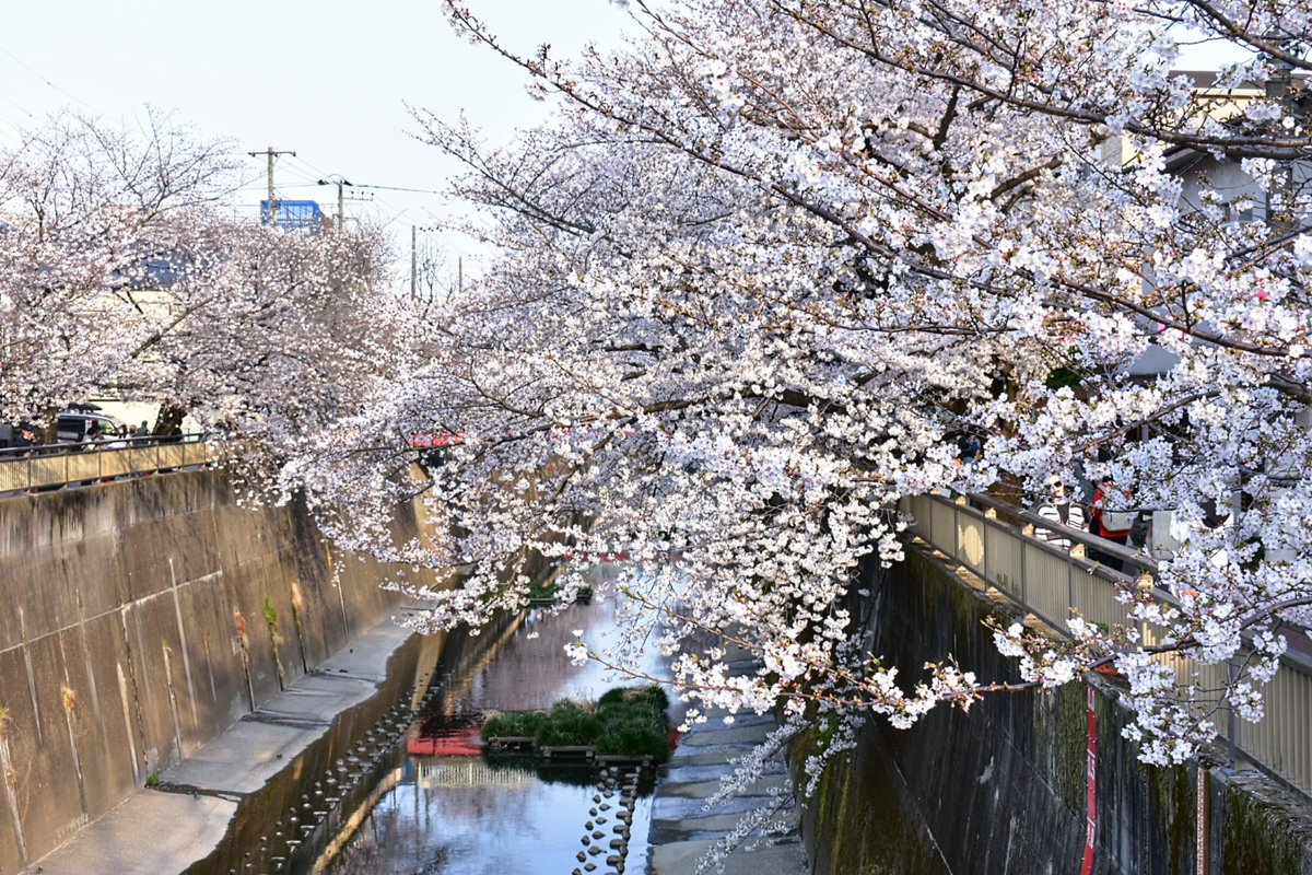 33heineken's tweet photo. 板橋十景

石神井川の桜並木 
(東京都板橋区)

2026/03/29

スマホ (①)
　&amp;
Nikon D3400
AF-P DX NIKKOR 18-55mm f3.5-5.6G VR

#石神井川 #桜 #花見 #観光 #散歩 #板橋 #風景 #写真撮影 #ファインダー越しの私の世界 https://t.co/ABTP1crLkq