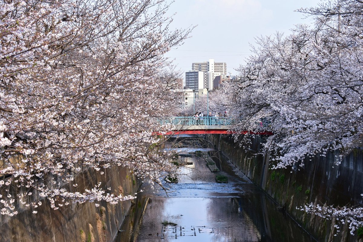 33heineken's tweet photo. 板橋十景

石神井川の桜並木 
(東京都板橋区)

2026/03/29

スマホ (①)
　&amp;
Nikon D3400
AF-P DX NIKKOR 18-55mm f3.5-5.6G VR

#石神井川 #桜 #花見 #観光 #散歩 #板橋 #風景 #写真撮影 #ファインダー越しの私の世界 https://t.co/ABTP1crLkq