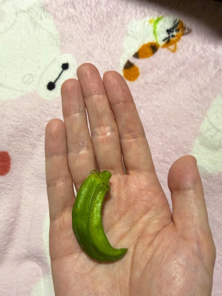 071_4741's tweet photo. 初収穫！！
あまりにもかわいいオクラﾁｬﾝ🥰 https://t.co/yptBzepmP5