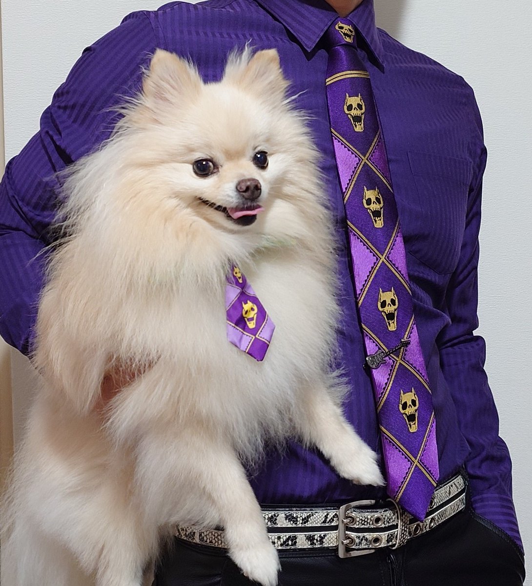 haruno1024's tweet photo. 昨日の成功ver.
#ポメラニアン　#pomeranian
#吉良吉影 #jojo https://t.co/swNDd2eir2
