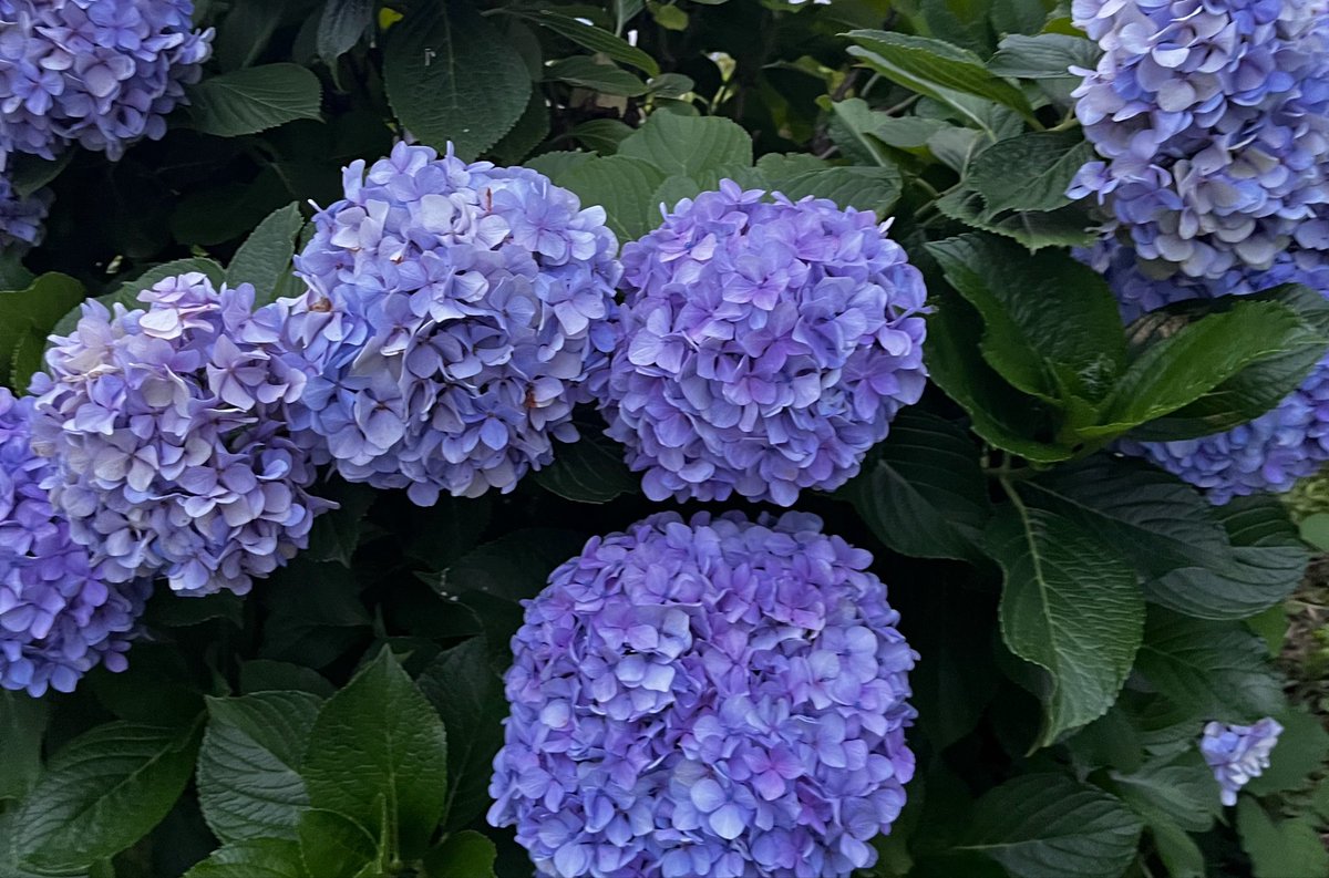 Cronbach_mir's tweet photo. デケェな https://t.co/EcKQH533EL