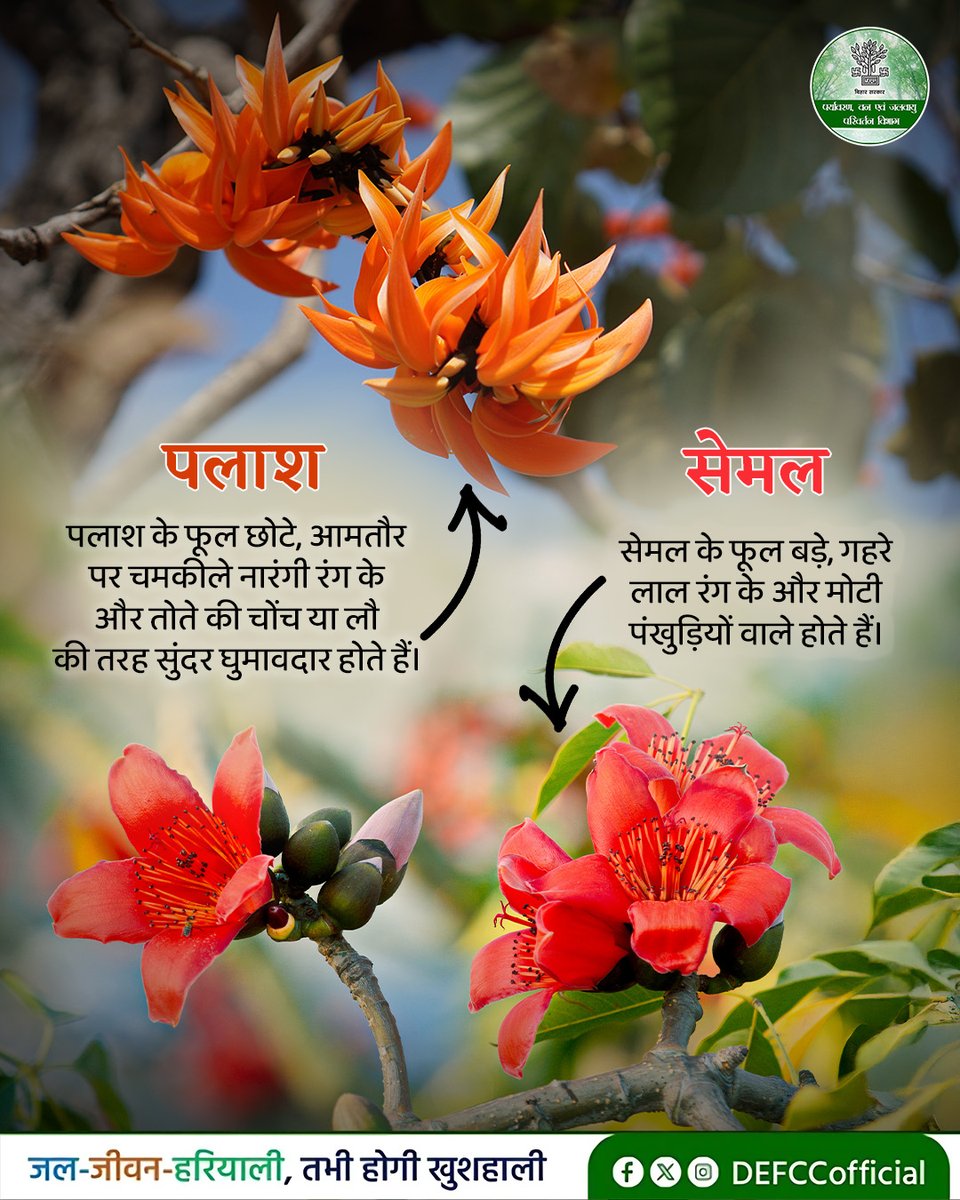 DEFCCOfficial's tweet photo. पहली नज़र में सेमल और पलाश दोनों दिखने में एक जैसे लग सकते हैं, लेकिन इनकी पहचान और उपयोगिता में काफी अंतर है। इन वृक्षों के पत्ते, फूल, फल और अन्य विशेषताएँ इन्हें एक-दूसरे से अलग बनाती हैं।

इस पोस्ट के माध्यम से जानिए कि दिखने में समान लगने वाले ये दोनों वृक्ष आखिर एक-दूसरे से कैसे अलग हैं।

@mla_hayaghat @IPRDBihar @moefcc 
#Palash #Semal #IndianFlora #Plants #GreenBihar