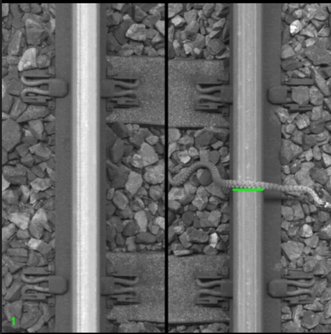 stuartthomas's tweet photo. This is an incredible picture.

The AI track inspection system on an @LNER train thought it had found a rail defect.

Actually - it was a snake, slithering across the line. 🐍😱 https://t.co/v4EXfqFCRG