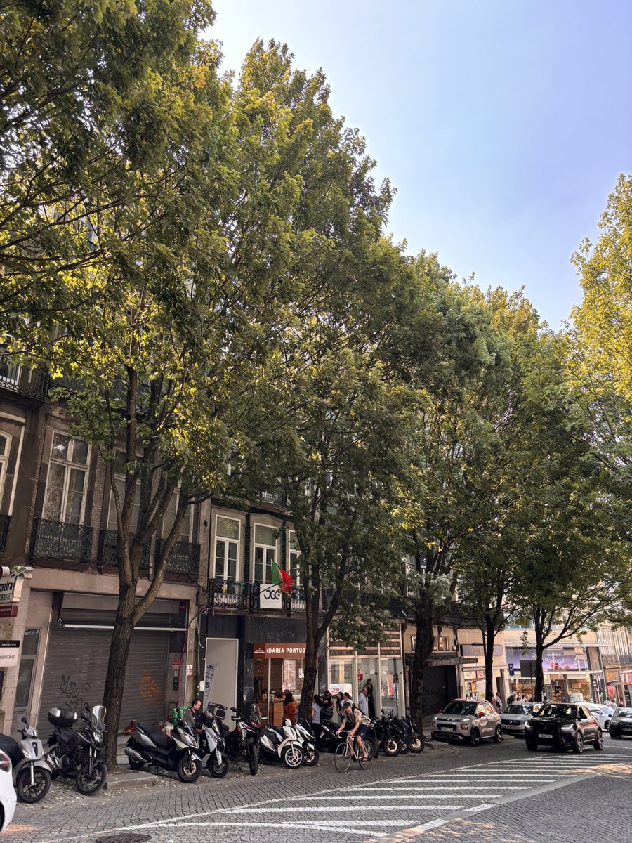 arbopalm's tweet photo. Algo que me ha llamado mucho la atención del arbolado viario de #Porto es que bien por la buena selección de las especies bien porque la poda se limita a la formación de un porte adaptado al viario es su buen estado general en la mayoría de calles por las que hemos paseado https://t.co/pGJ8byHClR