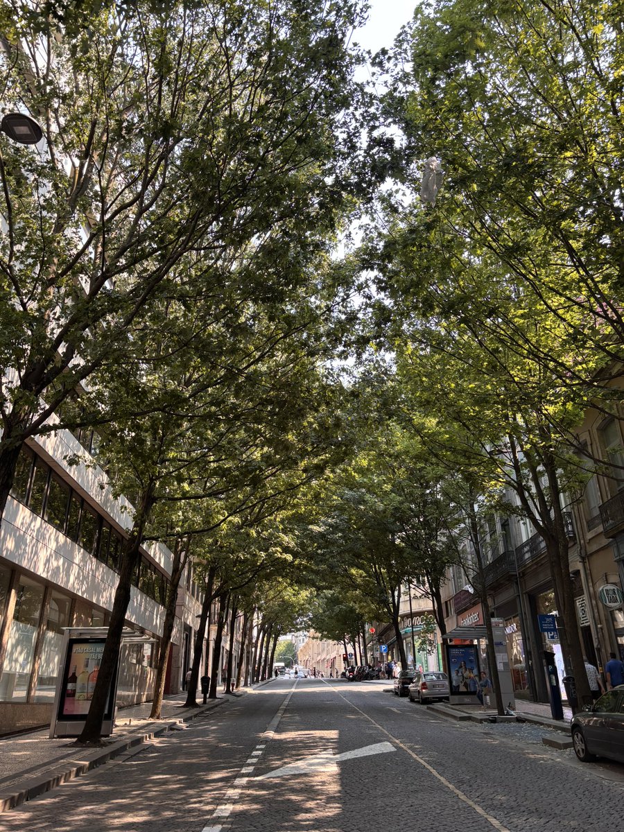 arbopalm's tweet photo. Algo que me ha llamado mucho la atención del arbolado viario de #Porto es que bien por la buena selección de las especies bien porque la poda se limita a la formación de un porte adaptado al viario es su buen estado general en la mayoría de calles por las que hemos paseado https://t.co/pGJ8byHClR