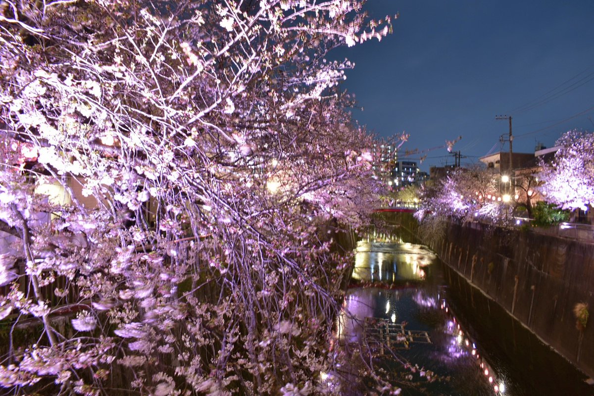 33heineken's tweet photo. 板橋十景

石神井川の桜並木 
(東京都板橋区)

2026/03/29

スマホ (①)
　&amp;
Nikon D3400
AF-P DX NIKKOR 18-55mm f3.5-5.6G VR

#石神井川 #桜 #花見 #ライトアップ #イルミネーション #観光 #散歩 #板橋 #風景 #写真撮影 #ファインダー越しの私の世界 https://t.co/6hEjBZfhXW