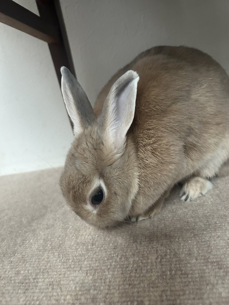 369milkrabbit's tweet photo. なんだか眠そうなミルク🐰
爪が結構伸びてきたね💦
雨予報ない日に病院予約しましょうね。

🐰絶対いや🐰🐰🐰💢 https://t.co/3NQ5WBcTvv