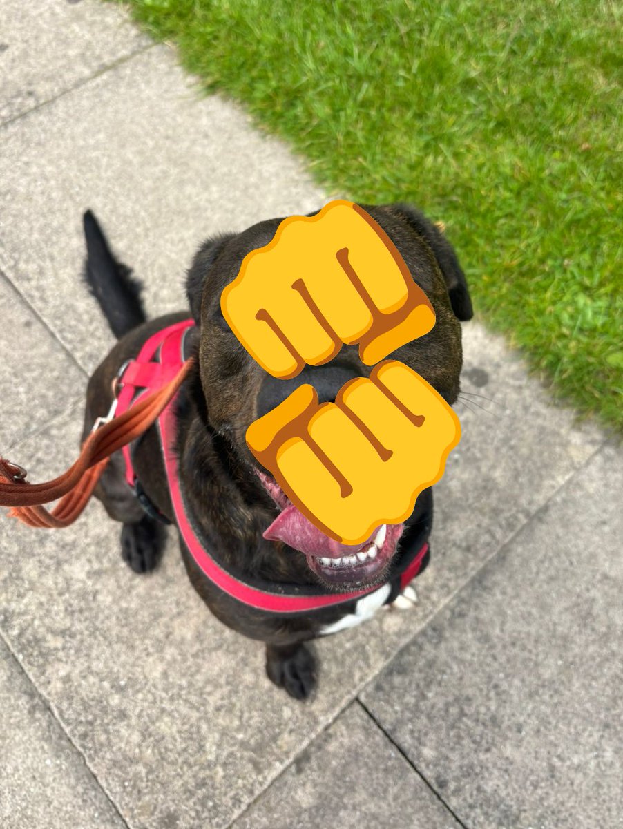 DT_Kenilworth's tweet photo. Swipe to brighten up your Friday 👉

Handsome Copper is looking for his forever home, in return he can bring endless love, loyalty, and adventures to the lucky family who gives him a chance. Could that be you? 🏡

#RescueDog #INeedAHome #AdoptMe #Crossbreed #LabCross https://t.co/z6PraqzoMi