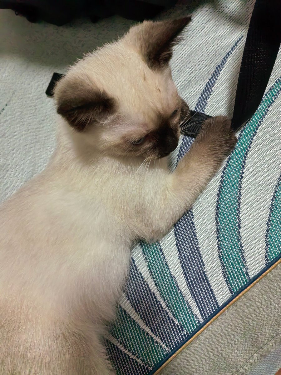 guoxmvs's tweet photo. 小猫，可爱 https://t.co/hiHpLQ9lB2