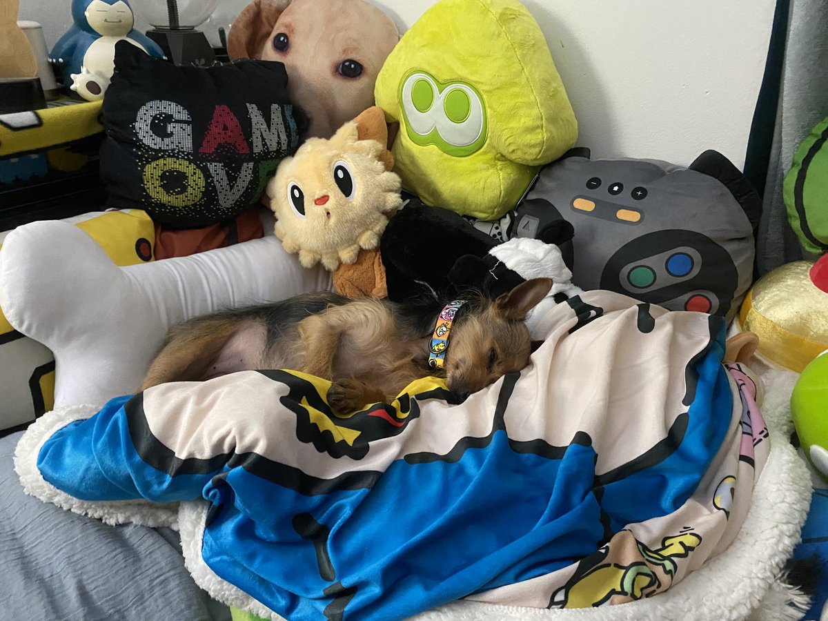 Dogcember's tweet photo. Rose in full comfy mode! https://t.co/wCih3mdxFo