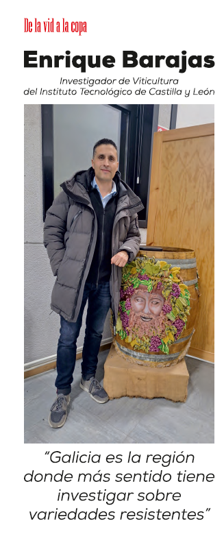 ITACYL's tweet photo. 🍇 Enrique Barajas, investigador de Viticultura del ITACyL, protagoniza un reportaje en la edición mayo-junio de La Alacena Roja sobre variedades resistentes y futuro de la viticultura.

Más información sobre la revista: https://t.co/9uYMyRUPav

#ITACyL #Viticultura https://t.co/W6zu2TzbTC