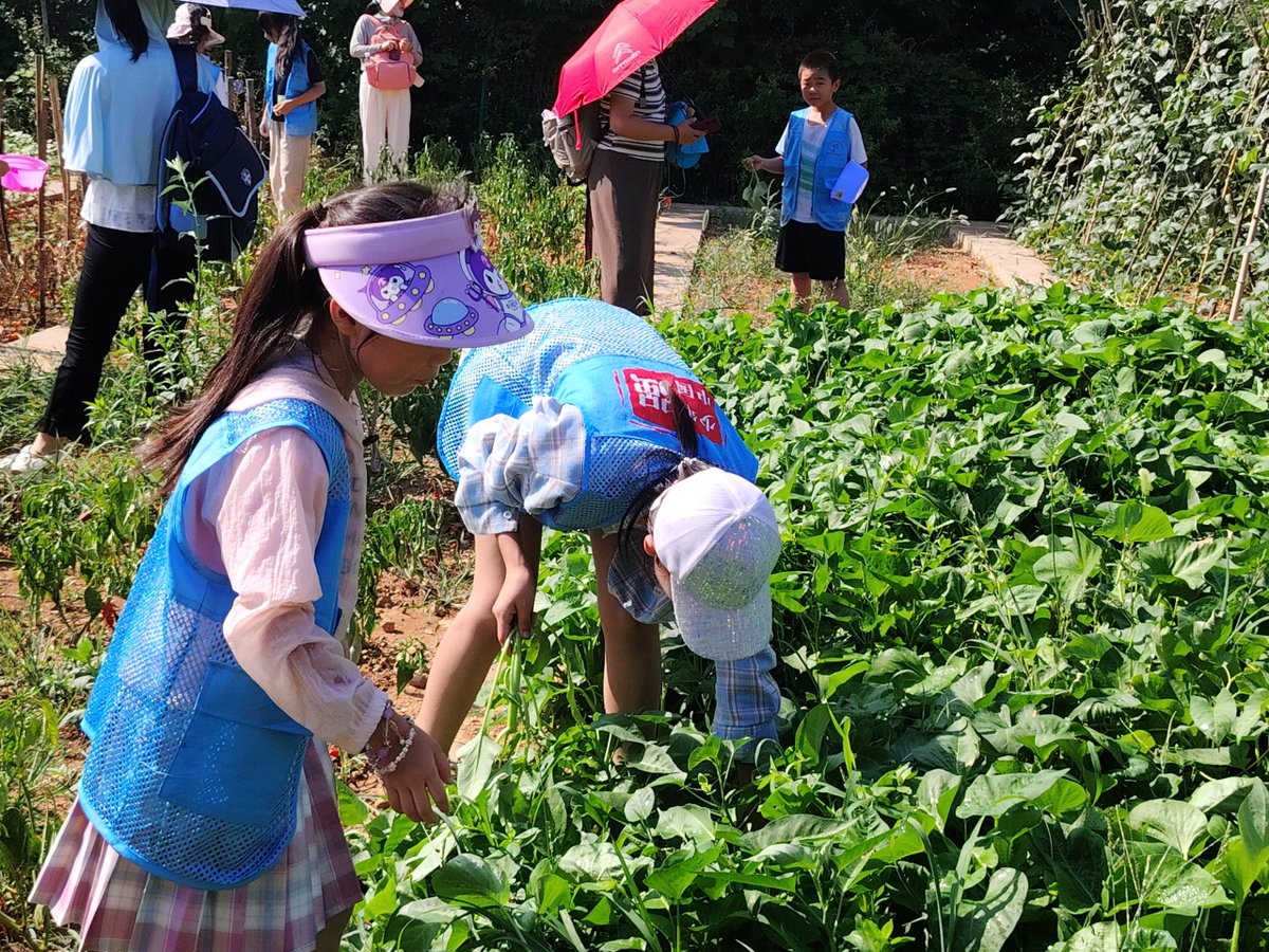 katym98's tweet photo. Spent the Saturday morning volunteering at the city community garden—helped plant vegetable seedlings and met lovely neighbors. Small effort, big joy! ， https://t.co/ZhSs9qjWTf