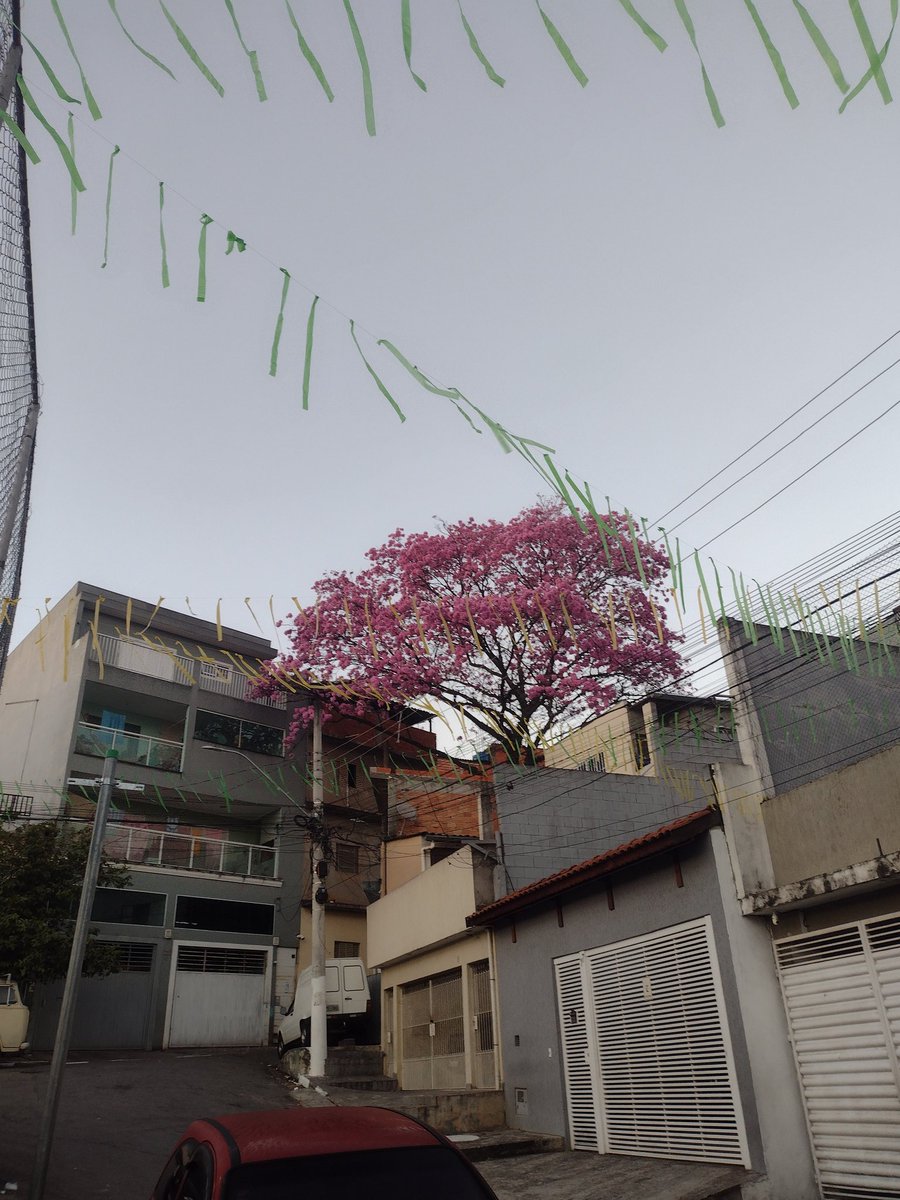 jeffsoldier's tweet photo. Bom dia!
Fiquem com essa lindeza dominando a paisagem aqui na Vila Menck 

#bdsp https://t.co/Zq0LUvQwWb