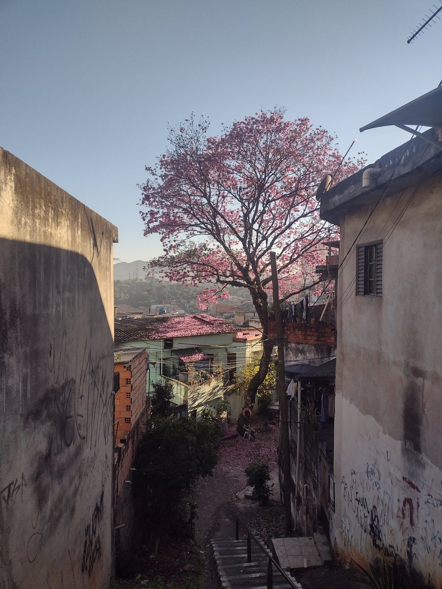 jeffsoldier's tweet photo. Bom dia!
Fiquem com essa lindeza dominando a paisagem aqui na Vila Menck 

#bdsp https://t.co/Zq0LUvQwWb