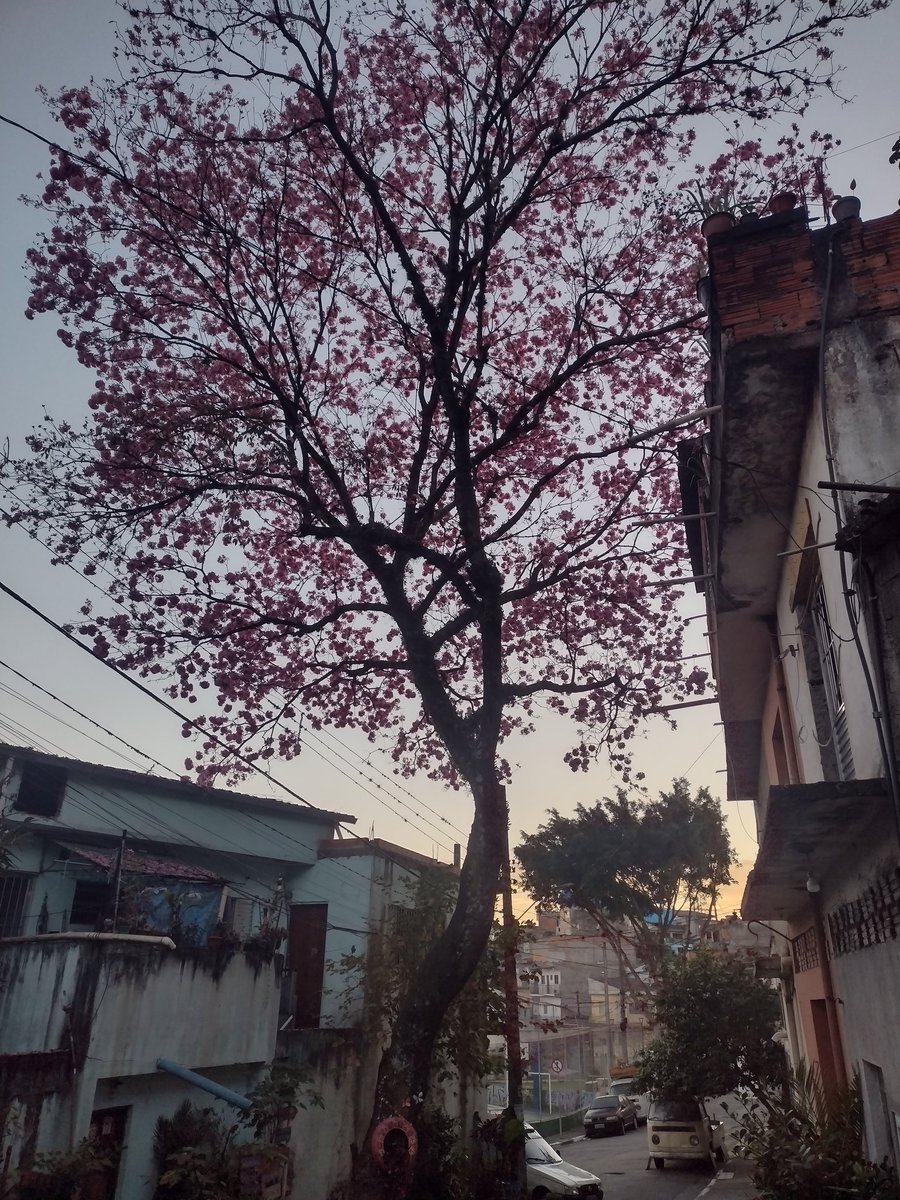 jeffsoldier's tweet photo. Bom dia!
Fiquem com essa lindeza dominando a paisagem aqui na Vila Menck 

#bdsp https://t.co/Zq0LUvQwWb
