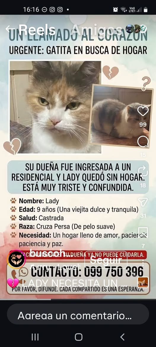 Mikamagic80's tweet photo. Si no tuviera dos, uno de los cuales es lo territorial, me la llevaba
Pobrecita, hasta carita triste parece que tiene
Y su dueña también la va a extrañar con seguridad https://t.co/b88BtbJNrO