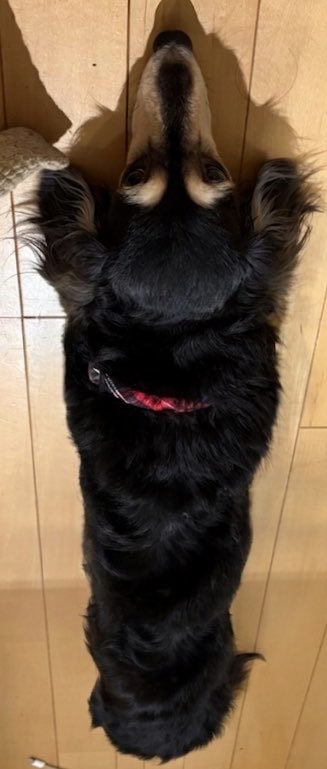 oltusyaaaa's tweet photo. 今週もお疲れ様でした
また上昇トレンドになるまで
体を長ーくして待ちますw https://t.co/XP5QHmzLB3