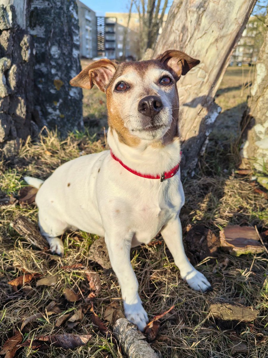 ChocoLari2's tweet photo. Lasst doch meiner Abby mal ein 🤍 da , sie wird bald 13🥹. 

#Jackrusselterrier #Jackrussel #Doglove #Pet #Hundi #Hundeliebe #Germany #Cutie #Petbubble #dogbubble https://t.co/0AOhiRj44A