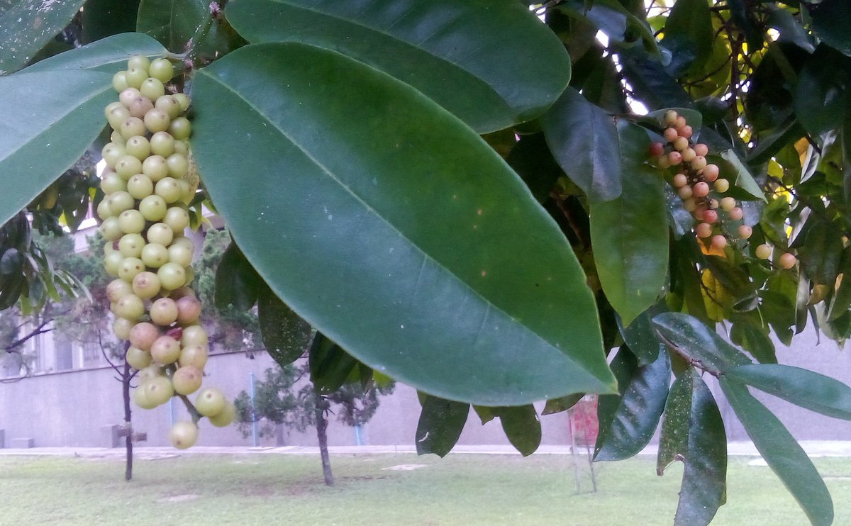 pergijauhkealam's tweet photo. Sore ini mlipir bentar. Nemuin pohon dan buah BUNI, atau WUNI, di area rektorat UGM. Sayang belum pada mateng.

Ngerasain yang warna merah. Asem-sepet. Mirip buah salam. https://t.co/rEbK6tyR9e