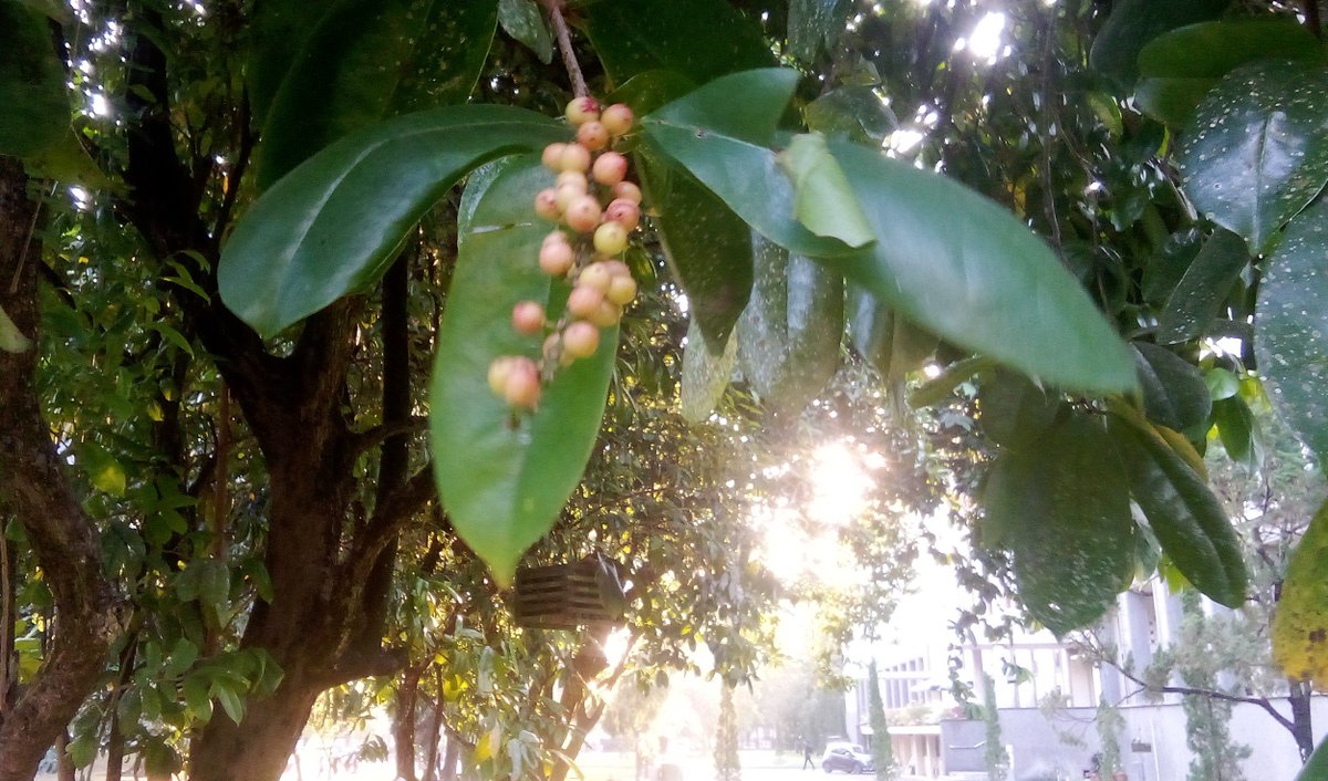 pergijauhkealam's tweet photo. Sore ini mlipir bentar. Nemuin pohon dan buah BUNI, atau WUNI, di area rektorat UGM. Sayang belum pada mateng.

Ngerasain yang warna merah. Asem-sepet. Mirip buah salam. https://t.co/rEbK6tyR9e