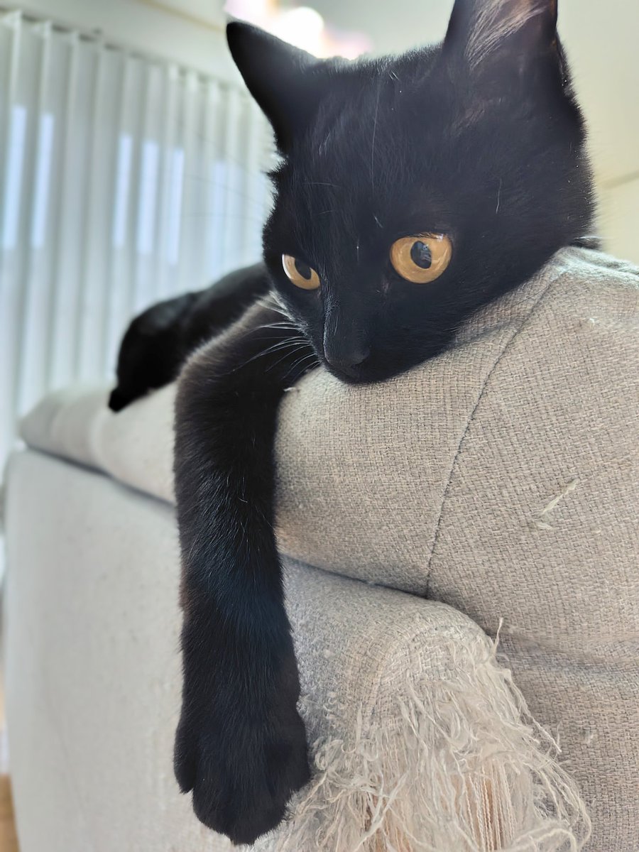 めがてる🐈‍⬛うちの黒猫、おんなのこ🐾発売中 (@M_terU116) / Posts / X