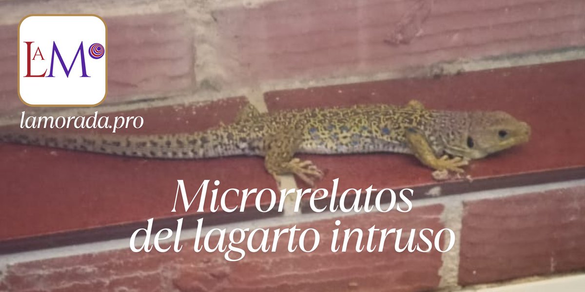 RevistaLaMorada's tweet photo. 🦎 𝙈𝙞𝙘𝙧𝙤𝙧𝙧𝙚𝙡𝙖𝙩𝙤𝙨 𝙙𝙚𝙡 𝙡𝙖𝙜𝙖𝙧𝙩𝙤 𝙞𝙣𝙩𝙧𝙪𝙨𝙤
Un nuevo viernes, nuestros #microrrelatos acaparan las portadas de #LaMorada.
Una #fotogragia, un lagarto intruso y nuestros #relatos breves…
https://t.co/VxVYUR0TQ0 https://t.co/Mbb46uip8T