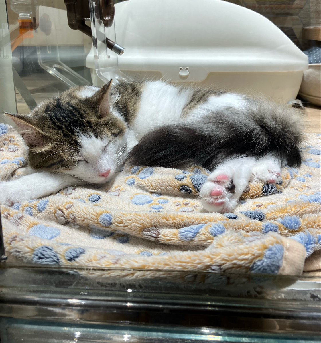 ayanekospring's tweet photo. 寝てるうぅ🐱😍 https://t.co/uCUb2Q7qCT