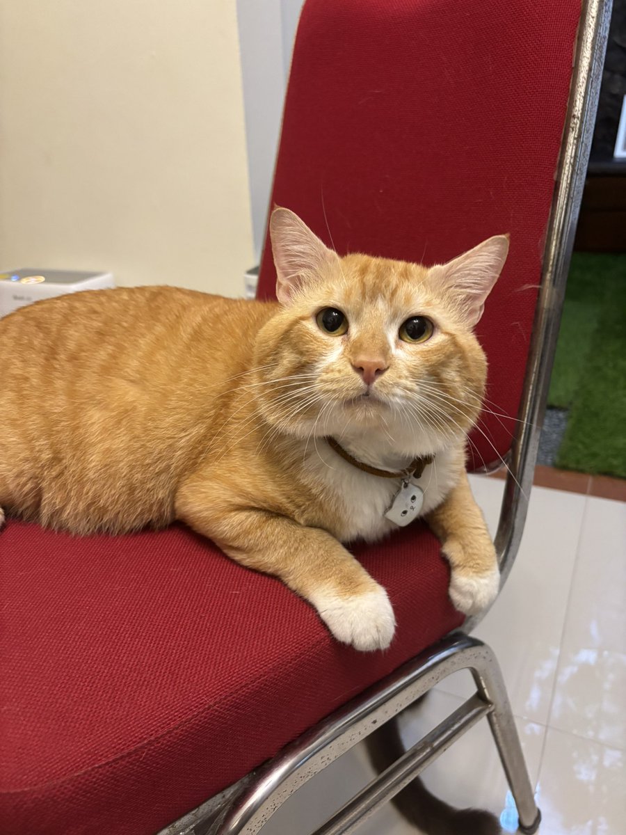 kimchiloq's tweet photo. I’d love to share a little bit about my journey with Kimchiloq 🤍

Kimchi and I have been together for almost six years. Throughout those six years, he has followed me everywhere as I moved from one home to another—from a tiny studio apartment to a one-bedroom apartment—where he never really had a room of his own 🥹

He has been by my side through every stage of my life. Together, we’ve taken care of his two younger siblings and shared what we could with the stray cats in our neighborhood.

Now, we’ve finally moved into our permanent home, and for the first time, Kimchi has a room that I’m planning to turn into a cozy cat room just for him 😽

If this project goes well, I would love to create a beautiful cat room for Kimchi and his two younger siblings—filled with fun toys, cozy spaces, and everything they need to be happy. My biggest wish is for them to live long, healthy lives so we can spend many more years together 💕