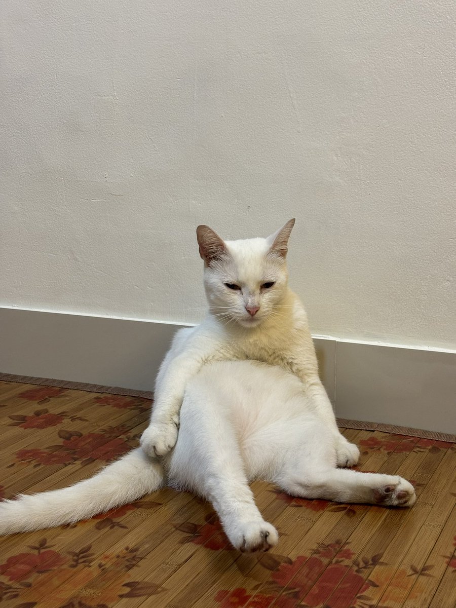 kimchiloq's tweet photo. I’d love to share a little bit about my journey with Kimchiloq 🤍

Kimchi and I have been together for almost six years. Throughout those six years, he has followed me everywhere as I moved from one home to another—from a tiny studio apartment to a one-bedroom apartment—where he never really had a room of his own 🥹

He has been by my side through every stage of my life. Together, we’ve taken care of his two younger siblings and shared what we could with the stray cats in our neighborhood.

Now, we’ve finally moved into our permanent home, and for the first time, Kimchi has a room that I’m planning to turn into a cozy cat room just for him 😽

If this project goes well, I would love to create a beautiful cat room for Kimchi and his two younger siblings—filled with fun toys, cozy spaces, and everything they need to be happy. My biggest wish is for them to live long, healthy lives so we can spend many more years together 💕