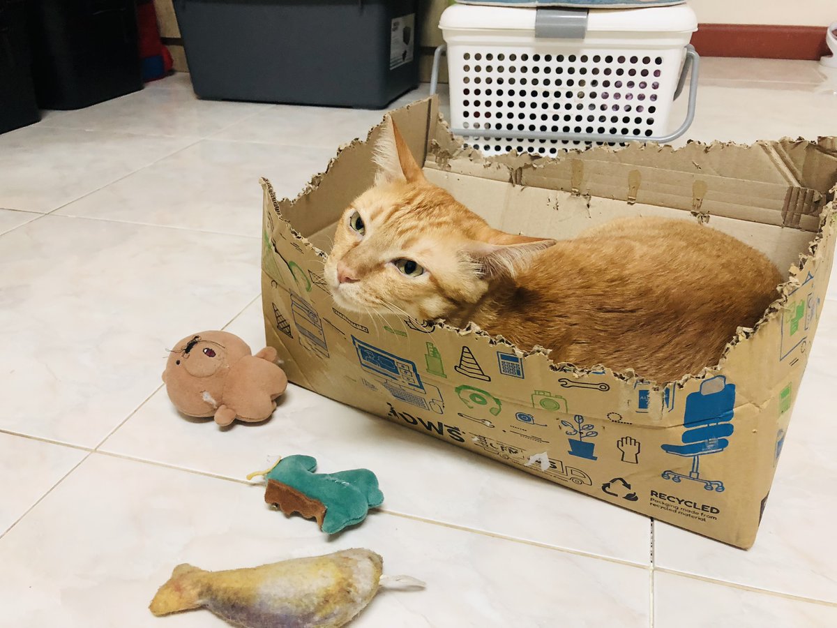 purrplayground's tweet photo. ดูจากซากแล้ว อย่าเหนื่อยสร้างบ้านเลย 🤣 https://t.co/Yq7KdvWV2i