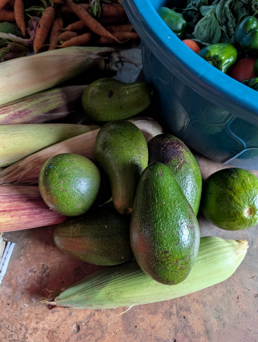 zoomafrika1's tweet photo. Kenya is Africa's largest avocado producer, yielding over 400,000 tonnes annually, while Morocco holds the title of Africa's top avocado exporter. https://t.co/gepALyP7Ff