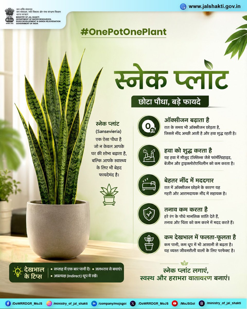 DoWRRDGR_MoJS's tweet photo. 🌿 क्या आपके घर में स्नेक प्लांट है?

स्नेक प्लांट एक ऐसा पौधा है जो न केवल घर की सुंदरता बढ़ाता है, बल्कि हवा को शुद्ध करने और स्वस्थ वातावरण बनाने में भी महत्वपूर्ण भूमिका निभाता है। इसकी खासियत है कि यह कम देखभाल में भी आसानी से बढ़ता है और रात में भी ऑक्सीजन छोड़ता है।

✅ वायु शुद्धिकरण में सहायक
✅ बेहतर इनडोर वातावरण
✅ कम पानी और देखभाल की आवश्यकता
✅ घर और कार्यालय दोनों के लिए उपयुक्त

आइए, हर घर में एक स्नेक प्लांट लगाएं और हरियाली के साथ स्वस्थ जीवन की ओर एक छोटा लेकिन महत्वपूर्ण कदम बढ़ाएं। 🌱

#OnePotOnePlant #SnakePlant #PlantATree #GoGreen #GreenLiving #IndoorPlants #HealthyEnvironment #SustainableLiving #PlantForFuture #Savewater