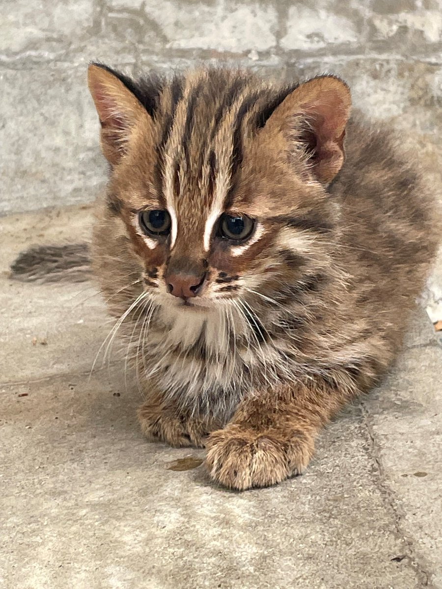 InokashiraZoo's tweet photo. 【飼育アルバイト募集中！】  井の頭自然文化園では飼育アルバイトを募集しています。 職務内容は、本園飼育展示係の飼育作業補助です。 詳しくは東京動物園協会の「採用情報」ページをご覧ください。（☞https://t.co/V6ogHKWyfv）締切は7月10日（金）必着です！ 
🐿️🐿️🐿️🐿️🐿️🐿️🐿️🐿️🐿️🐿️🐿️🐿️🐿️🐿️🐿️🐿️🐿️ https://t.co/rlPGW7FLMV