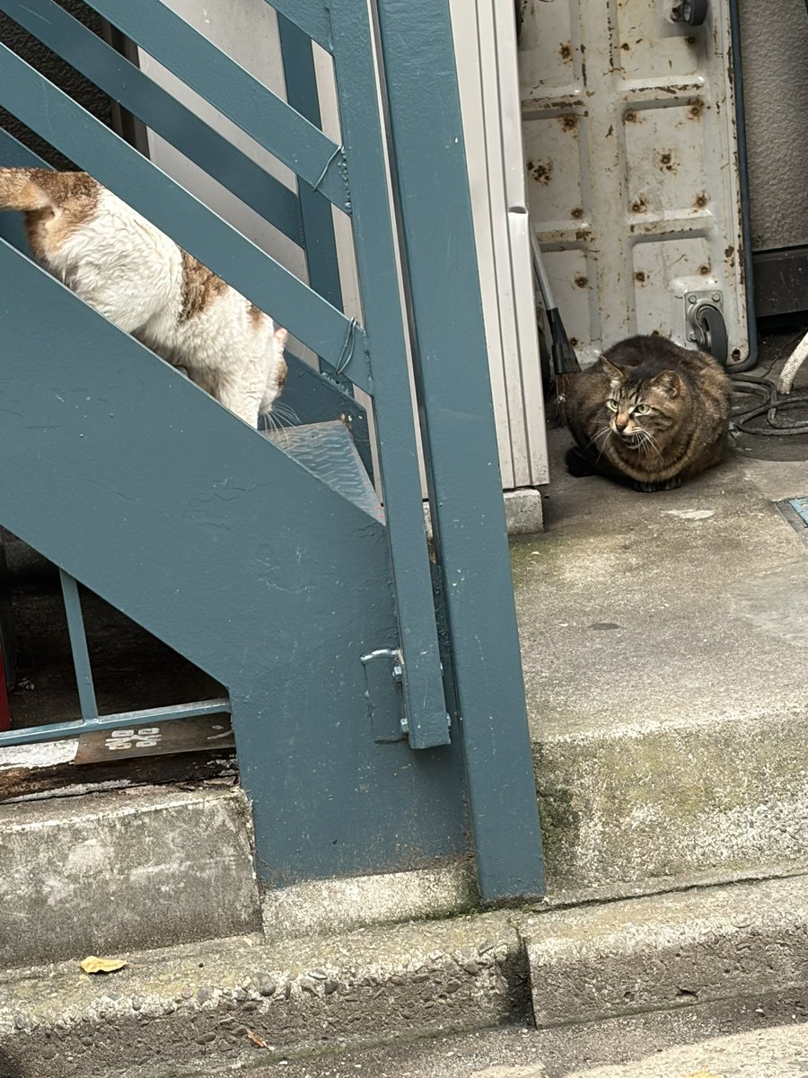 Tinder_x's tweet photo. ねこさま。 https://t.co/zJTQ6DmfmQ