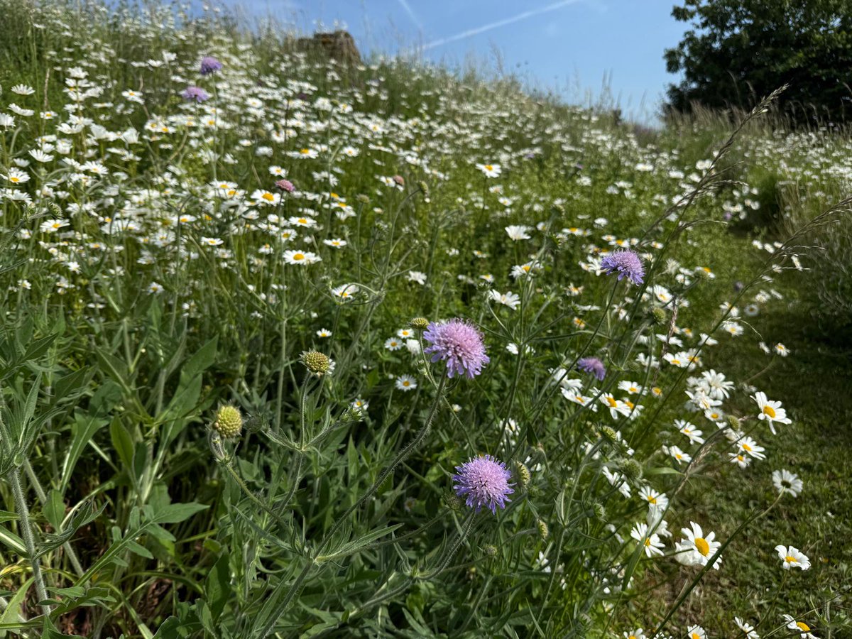 RobertEFuller's tweet photo. Today is National Meadows Day 🌻🌼
I planted these #wildflowers along the banks of the car park at my Yorkshire art gallery (as well as in my garden) and when visitors arrive they are the first thing they see. Don't they look great? https://t.co/gwvxh4TWUa