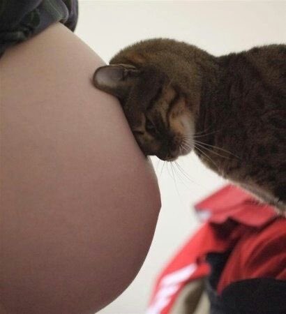 NoCatsNoLife_m's tweet photo. He can’t wait for his best friend to be born 🥰🧡 https://t.co/eA4hBZvp4n