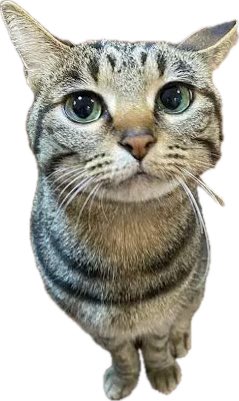 iPhoneFlipGirl's tweet photo. ￼￼my 4 overused cat stickers / emojis https://t.co/XUOm0AfOnJ