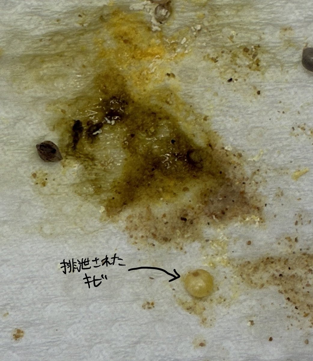 bird_vet's tweet photo. 急性に排便が停止する場合には、消化管閉塞などを疑います。

こちらのセキセイさんは急に食欲がなくなり、便が出てない状況で来院しました。
腸管結石などレントゲンで確認できる閉塞物はありませんでしたが、筋胃内のグリットが減少していることと、腸管の陰影が拡大していました。

セキセイさんでは食事のなかのキビが腸管に詰まってし�����（きび詰まり）を起こすことがあります。

キビ詰まりを疑い治療を始めたところ、キビが排泄され、そこから回復していきました。グリットの減少により胃の消化が悪く、キビがそのまま腸に流れてしまったことが原因だと考えてます。

キビ詰まりは胃の消化が悪い子やキビを大量に食べる子ではリスクが高いと考えてます。消化閉塞が継続すると、どんどん状態が悪化するため、早めの対処が必要です。