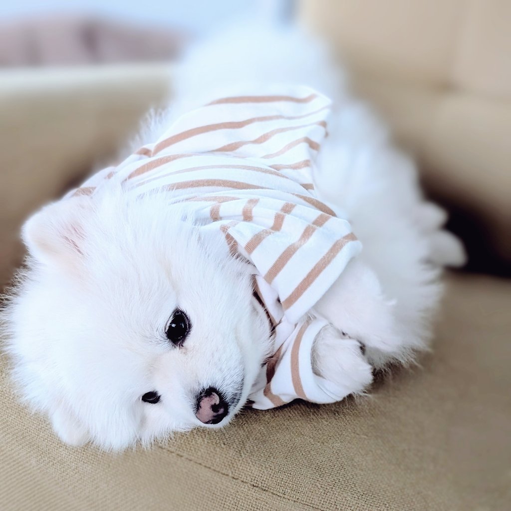 kuma_chan_0407's tweet photo. くまちゃーんやる気どこかにおでかけしちゃった？
お洋服着てお散歩行くよー！

#ポメラニアン 
#犬のいる暮らし https://t.co/JnQMye0jGg