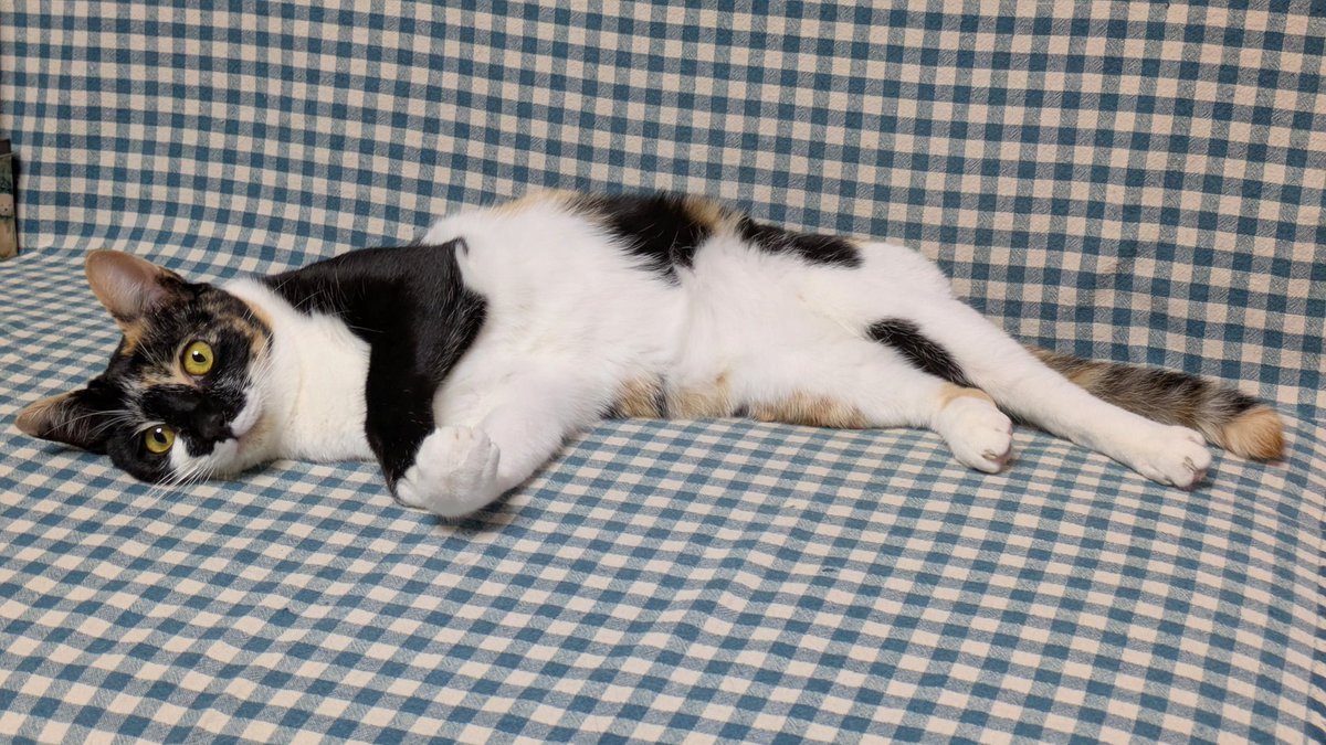 mitama322's tweet photo. 猫用の爪切りを手に持った瞬間、妹猫に目を逸らされた……。　
なかなか爪を切らせてくれない。 https://t.co/gIsDrqIRzN