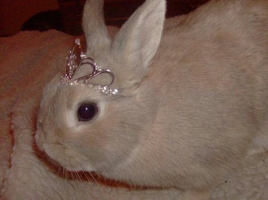 nini 🐰 tweet media
