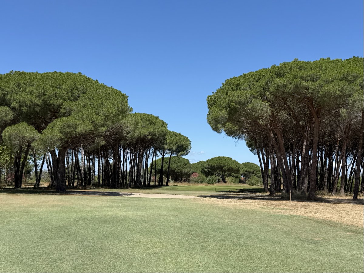 DocArnica's tweet photo. La foret https://t.co/mNPfLq2V3f