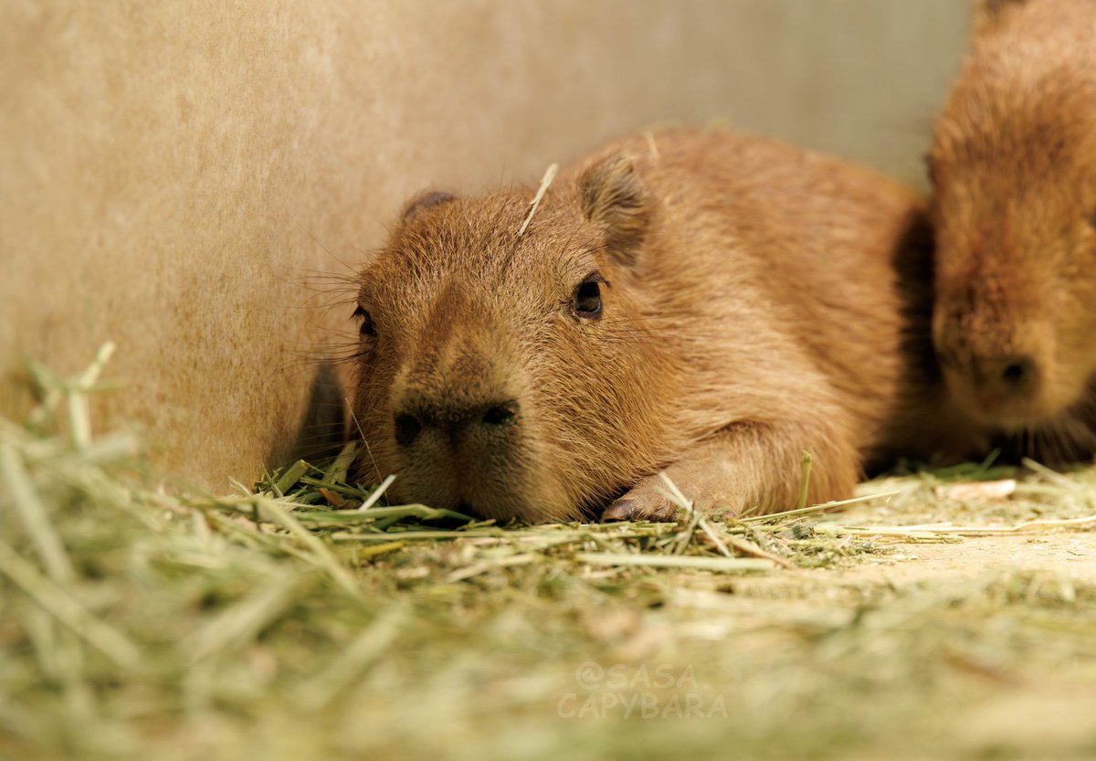 カピバラ