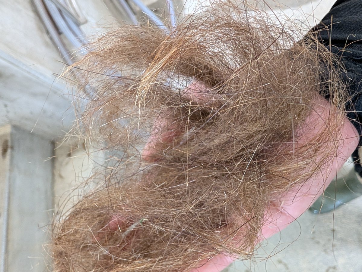 hirakawazoo's tweet photo. 1枚目：換毛期（毛が生え変わること）真っ只中のエゾヒグマのナズナ。
この時期しか見ることができない姿を世界のクマゾーンまで、ぜひ見にきてください！
2枚目：寝室におちていたナズナの毛

＃エゾヒグマ　＃マグマシティ https://t.co/zyhrkbyJDH