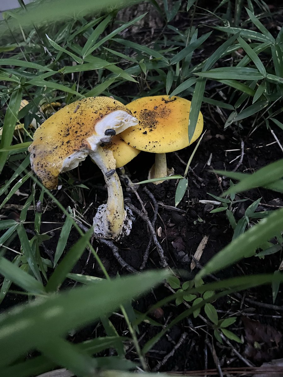 singularity_UC's tweet photo. カブトムシを探しに森に行ったのですが…。
キノコが好きな息子が見つけました。
これはキタマゴタケ？それともタマゴダケモドキ？
息子のために詳しい方教えてくださいっ! https://t.co/4UfHKdwGlW