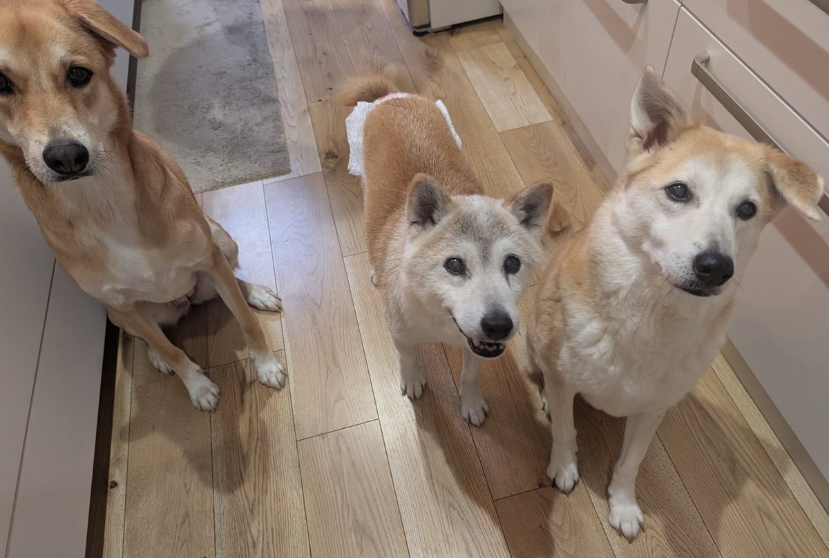 UfedMLxsFWF92uf's tweet photo. 一日一回訪れる犬たちの集合タイム。目線は携帯のカメラにあらず。皆、私の右手を見ている。私の右手には、みんな大好きジャーキーを持っている。この時だけ私は人気者になれる。真剣な目つきのサイド2匹とは違いなぜだか、おじぇいだけ笑っている。 https://t.co/12QCDy0FFe